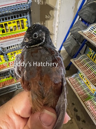 100 button quail - quail, fertile