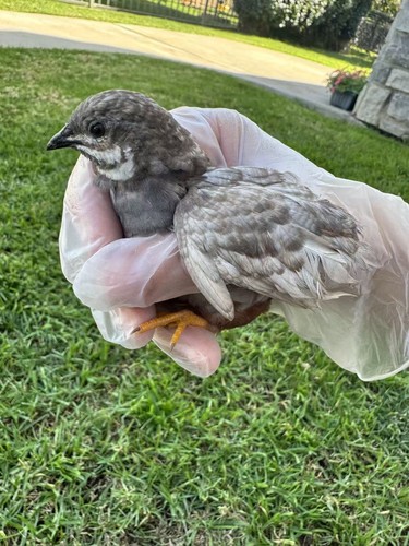 Button quail hatching eggs - hatching,