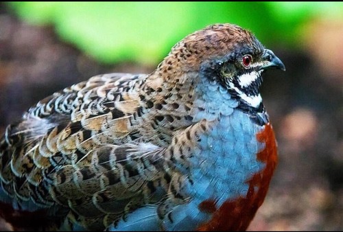 Button quail hatching - 20+,
