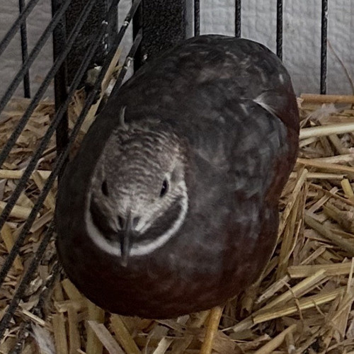 Button quail hatching eggs - button,