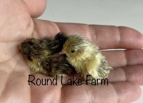 Button quail hatching eggs - quail,