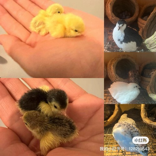 Button quail hatching eggs - button,