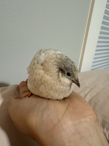 Button quail hatching eggs - 25+,
