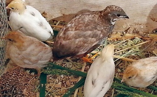 Fertile button quail - button,