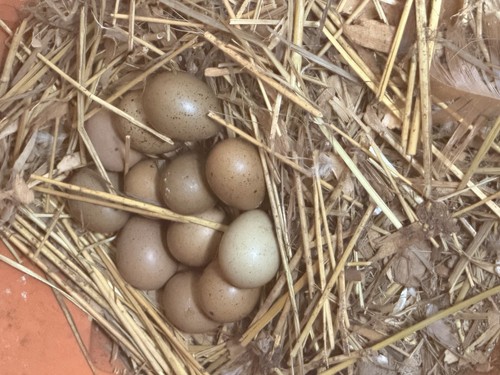 Button quail hatching eggs - 24,