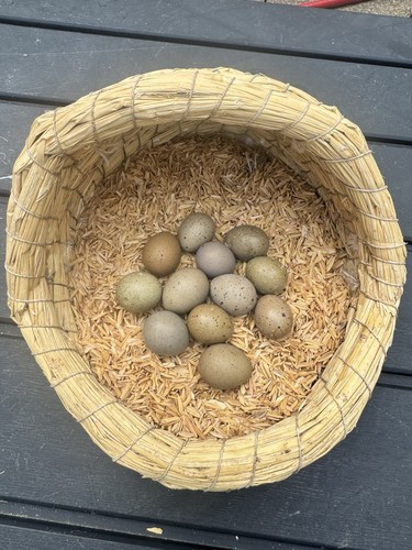 Button quail hatching - quail, eggs