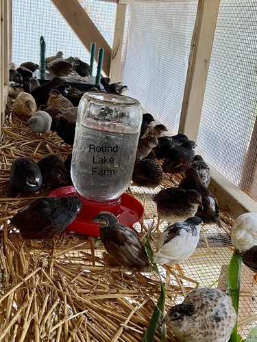 Button quail hatching - button, eggs