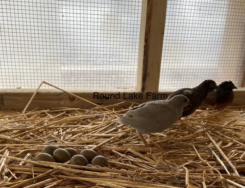 Fertile button quail - 6,