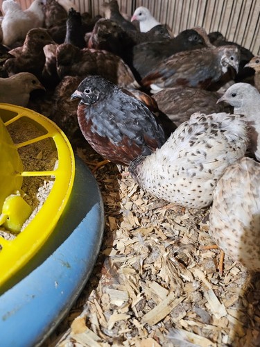 Eggs free fertile - 12,