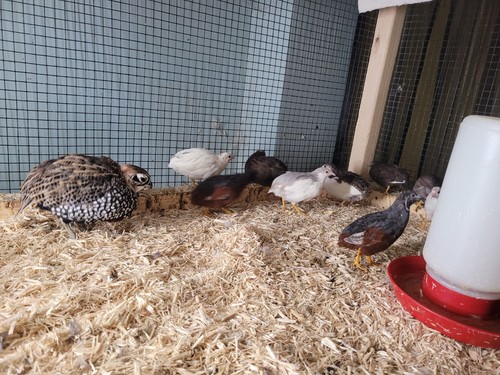 Button quail hatching eggs - quail,