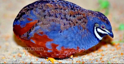 Exotic button quail - 12,