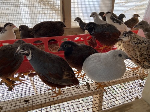 Fertile button quail - button,
