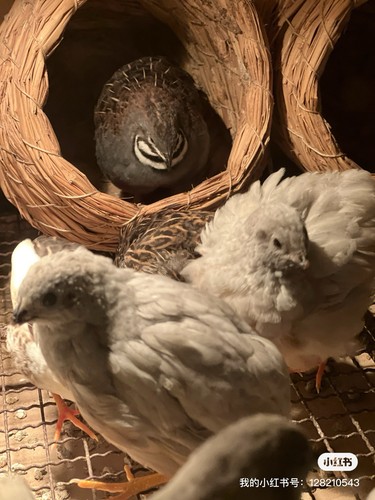 2ext button quail - 22（+2ext）button,