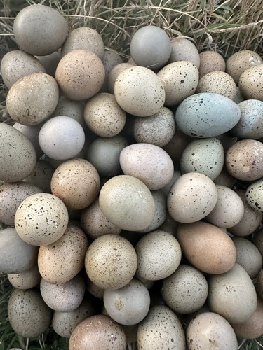 Button quail hatching eggs - quail,
