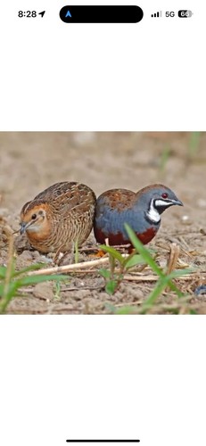 Button quail rarest colors - 16,