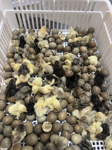 Button quail hatching - button,
