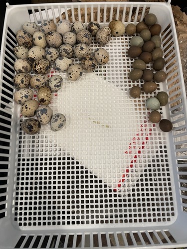 Coturnix quail hatching - hatching, eggs
