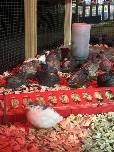Button quail eggs - 15+,