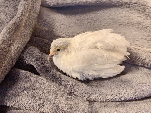 Button quail hatching - button,