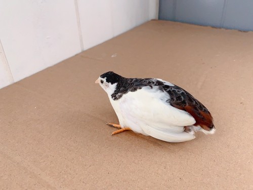Button quail hatching eggs - hatching,