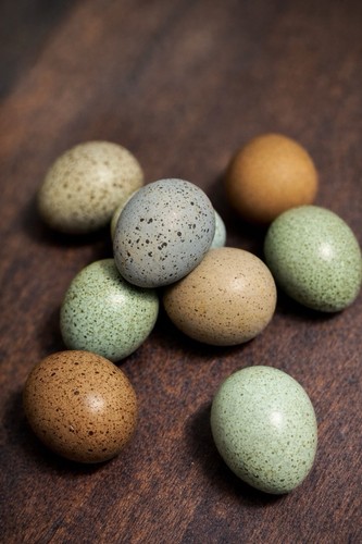Exotic button quail hatching - exotic,
