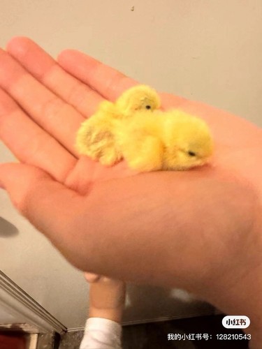 4ext button quail - 20（+4ext）,