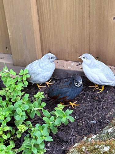 Chinese button quail hatching - chinese,