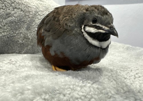 Button quail rarest colors - ,
