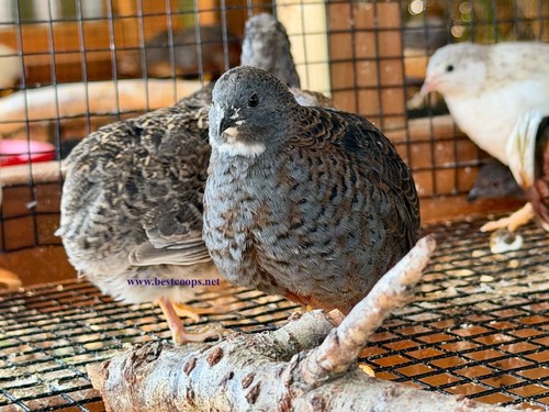 Fertile button quail - fertile,