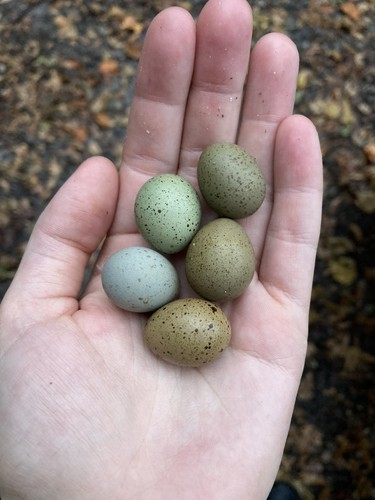 Dozen button quail eggs - quail,