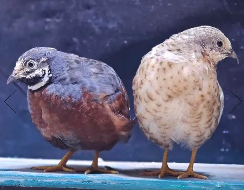 Button quail hatching eggs - hatching,