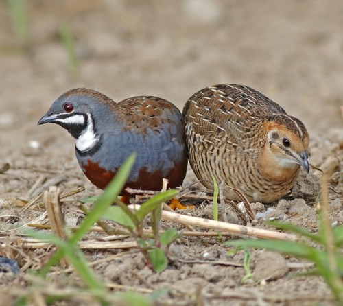 Button quail eggs selected - quail,