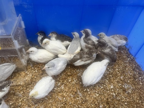 Button quail hatching - quail,