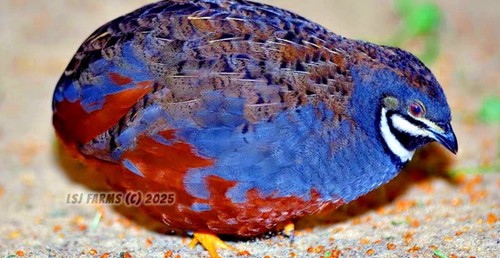 Button quail hatching eggs - 14,