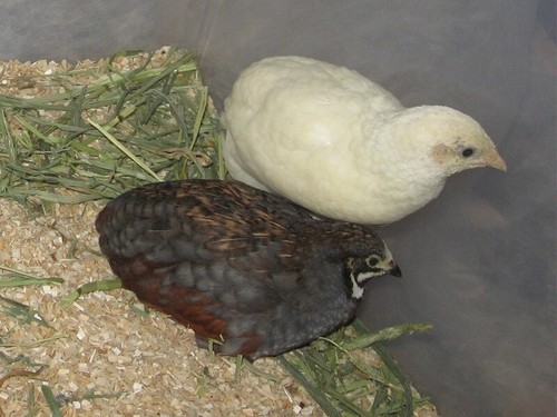 Fertile button quail - fertile,
