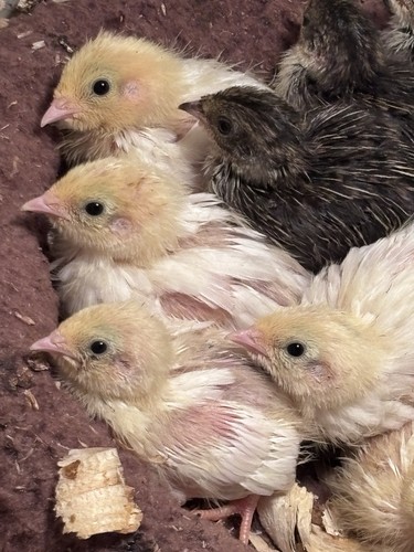 Plus button quail hatching - 18,