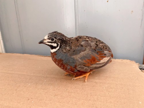 Button quail hatching eggs - button,