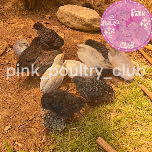 Exotic rare button quail - ,