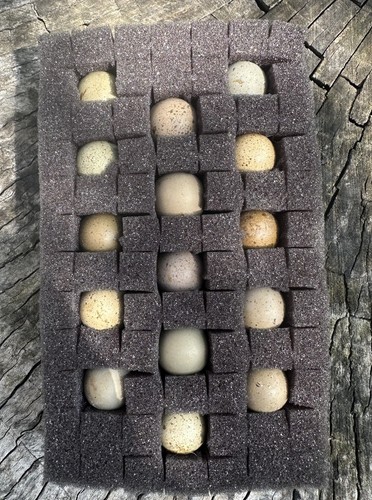 Button quail hatching eggs - button,