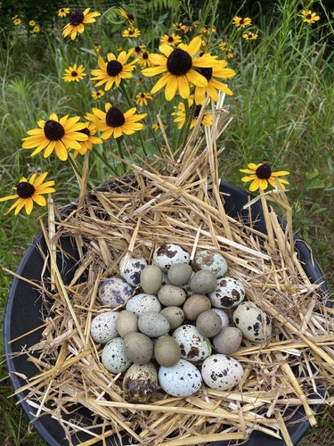 Coturnix and button quail - and, 6