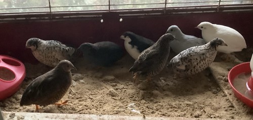 Button quail eggs - 24, npip/ai