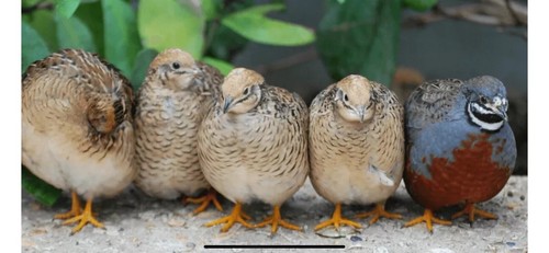 Button quail hatching - 16,