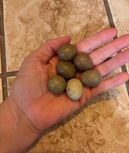 Button quail hatching eggs - button,