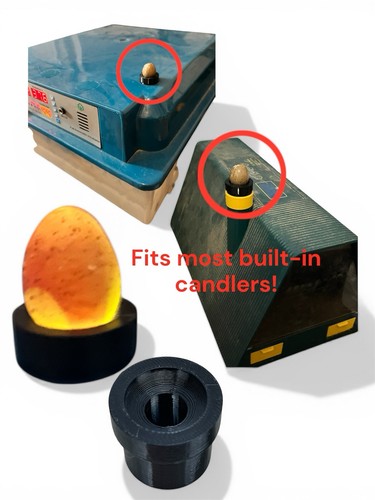 Printed button quail egg - printed,